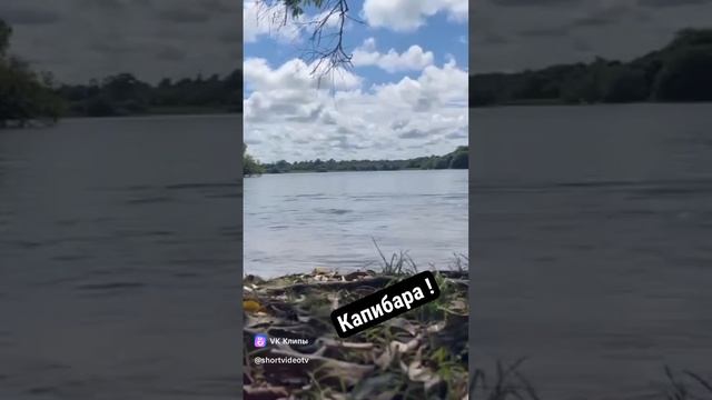 Не такие уж и милахи эти Капибары.  На видео этот большой хомячок пытается утопить девушку.