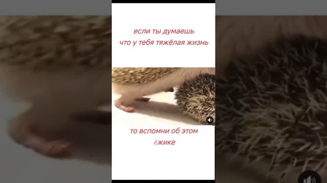 Жаль ежика