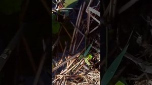 Ужик ворует рыбу из садка