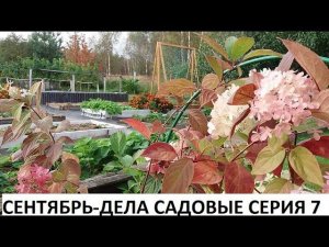 Сентябрь - дела садовые серия № 7.