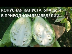 Капуста конусная от А до Я в природном земледелии.