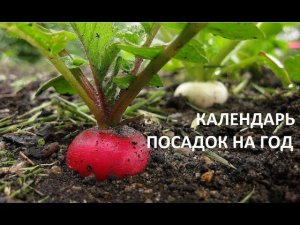 Календарь посадок на год.
