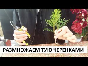 Размножаем тую черенками.