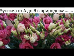 Эустома от А до Я в природном земледелии.