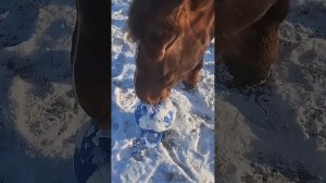 Лошади и мяч. Второй этап знакомства