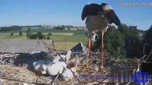 аисты выкидывают птенцов из гнезда