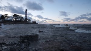 Новогодние поиски диких животных: цапли, дятел и лиса