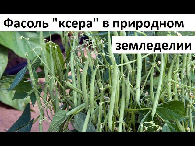 Фасоль кустовая, спаржевая от А до Я.