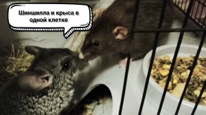 Крыса и шиншилла в одной клетке