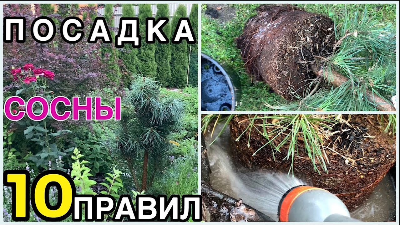 🌲СОСНА обыкновенная ПОСАДКА и УХОД