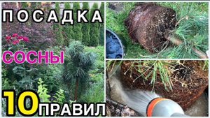 🌲СОСНА обыкновенная ПОСАДКА и УХОД