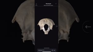 Видео-уроки по анатомии и физиологии человека