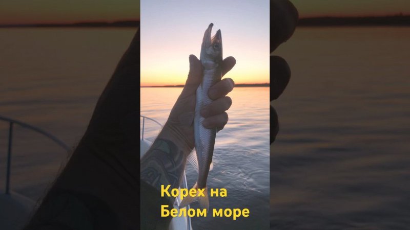 Лов кореха на Белом море, район Куи