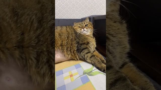 худенькая кошка