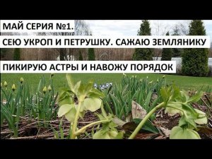 Май 2021  серия №1. Сею укроп, петрушку, Сажаю землянику. Пикирую астры и наводим порядок в саду.
