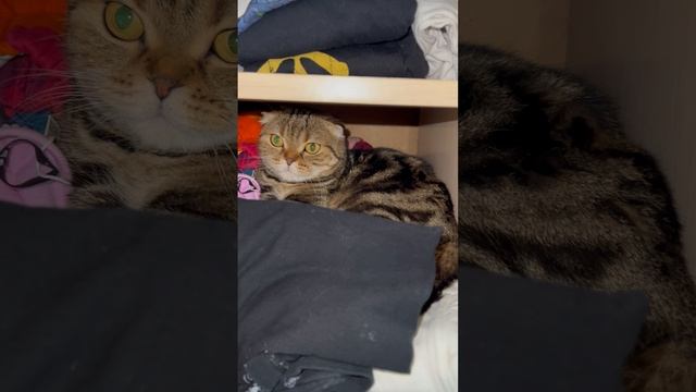 Шотландская вислоухая кошка в шкафу 🐱