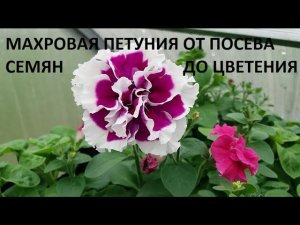 Махровая петуния от А до Я.