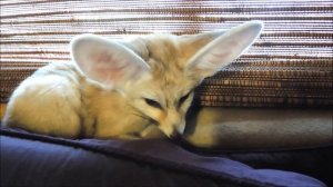 Fennec Fox First Time in Harness