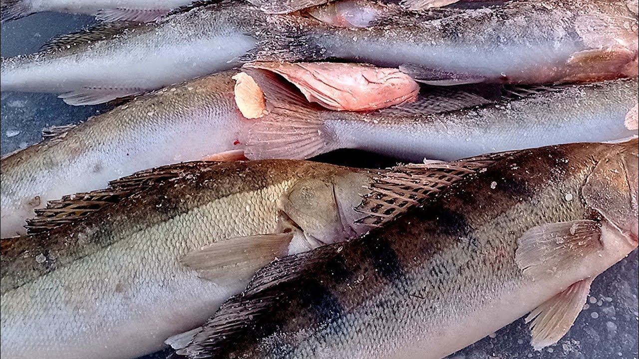 ХОРОШЕЕ ЗАКРЫТИЕ ЗИМНЕГО СЕЗОНА ПО СУДАКУ! РЫБАЛКА В МАРТЕ! ЗИМНЯЯ РЫБАЛКА 2023!#рыбалка2023 смотреть онлайн