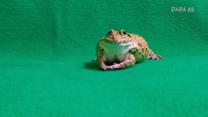 Cute Frog Angry at Red Dinosaur! Funny bullfrog sounds