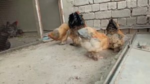 Isabella blue fluff 1+3 Палевый голубой пух #tovuqlar #chicken #товук #куры #brama #brahma #cochin