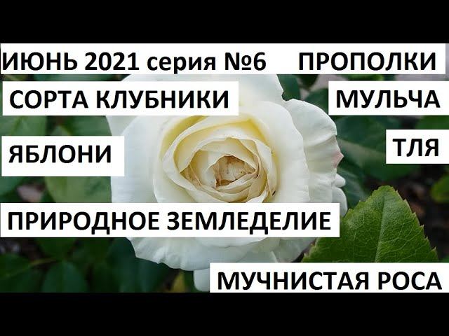Июнь 2021 серия №6. Сорта клубники. Прополка мульча и подкормка.