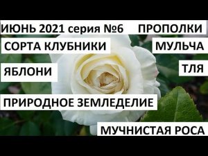 Июнь 2021 серия №6. Сорта клубники. Прополка мульча и подкормка.
