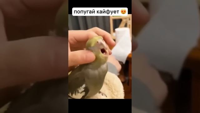 Попугай кайфует