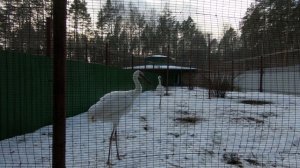 В журавлином питомнике готовятся к весне