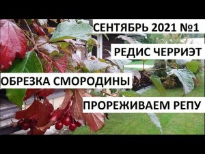 Сентябрь 2021 серия №1. Обрезка смородины. Редис "ЧЕРРИЭТ".