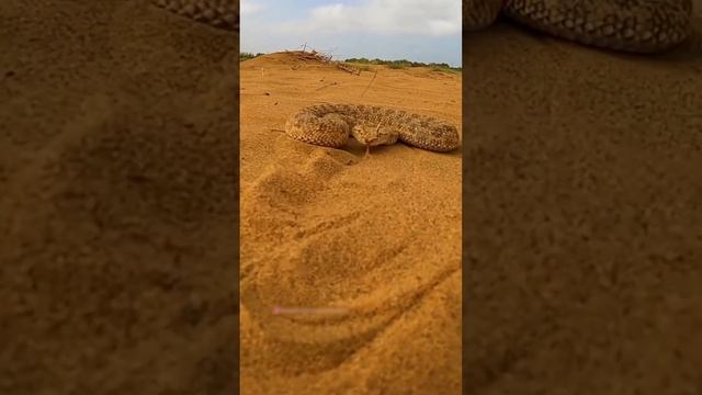 Dangerous Snake in Desert #shorts #sidewindersnake