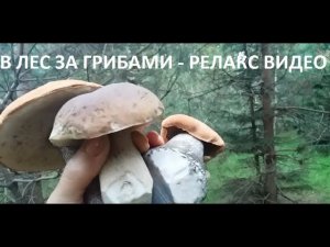 В лес за грибами - релакс видео.