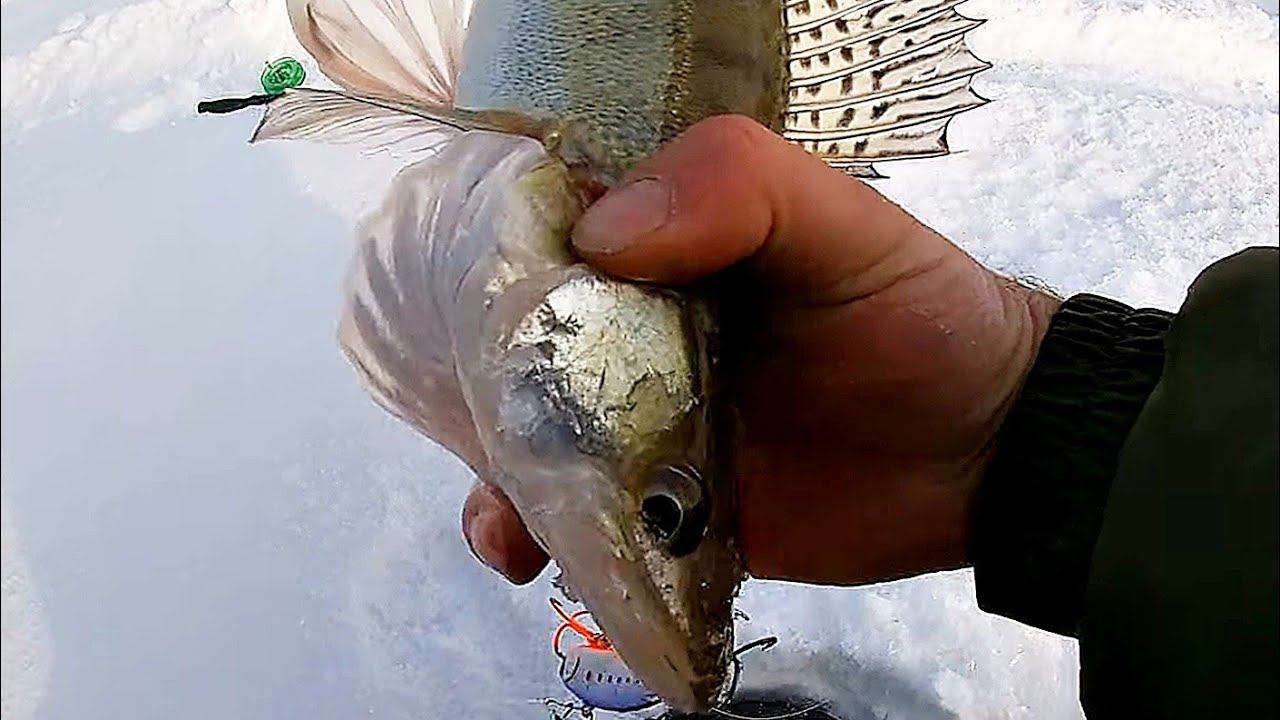 РЫБАЛКА НА СУДАКА ЗИМОЙ! РЫБА НЕ ЛЕЗЕТ В ЛУНКУ! ЗЛЫЕ ПОКЛЁВКИ! РЫБАЛКА НА ВОДОХРАНИЛИЩЕ#рыбалка2023 смотреть онлайн