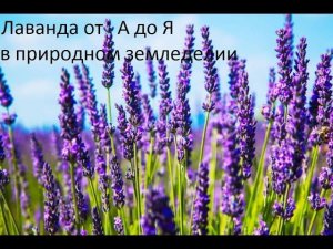 Лаванда от А до Я.