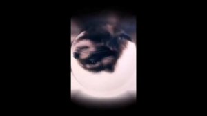 Енот танцует под Pedro Raccoon dancing