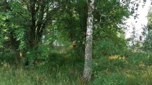 БЫЛА ЗАМЕЧЕНА В ОДИНОЧЕСТВЕ! ОЛЬГА УРАЛОЧКА LIVE. ОБЗОР.