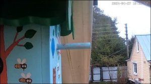 Мухоловка-пеструшка интересуется скворечником