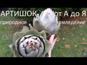 Артишок  от А до Я.