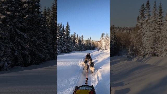 Тренировка 14 собак
Training 14 dog