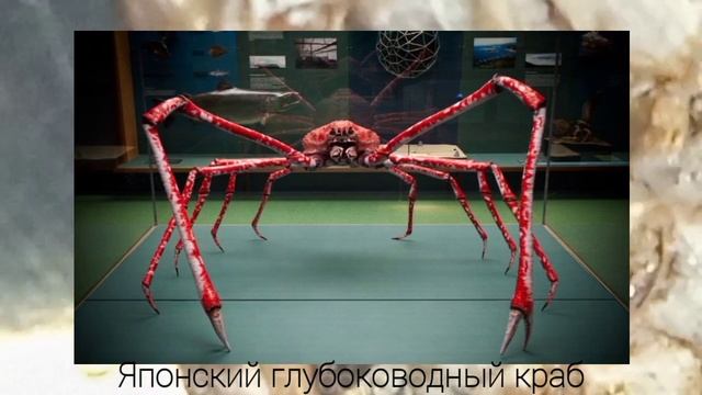 мраморный краб (Pachygrapsus marmoratus) [членистоногие]