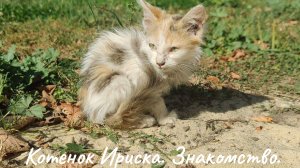 Кошка Ириска. Знакомство.💘💘💘