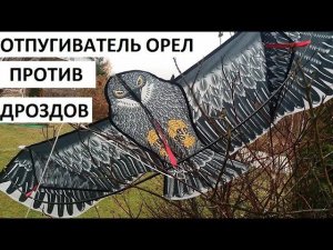 Орел - отпугиватель дроздов.