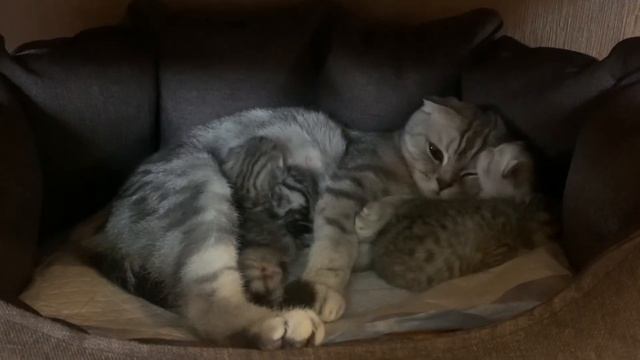 Шотландские котята шиншиллы