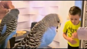 @Говорящий Попугай Кеша 🦜 читает рэп #попугай #кеша #волнистый #говорящий