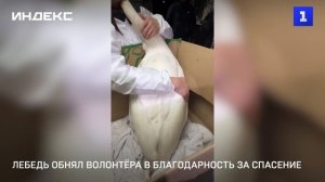 Лебедь обнял волонтёра в благодарность за спасение