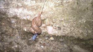 Limax maximus mating behavior - Tigerschnegel Paarungsverhalten