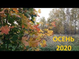 Проулка по осеннему лесу.