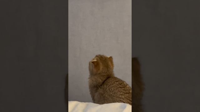 #шотландскиекотята #золотаяшиншилла #cat #фолд #scottishcats #kitten #котята #like #кот #кошки