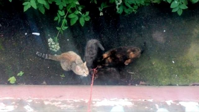Это был самый обычный и скучный день, пока я не выглянул в окно. Там меня ждал настоящий ужа с