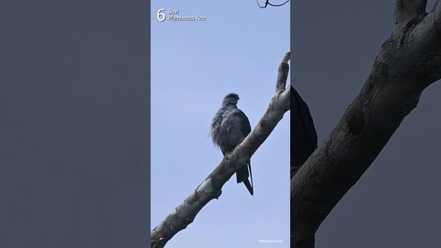 Aves de Rapina do Estado do Amapá | Birds of Prey of the Amapá State, Brazil - Vol. 1